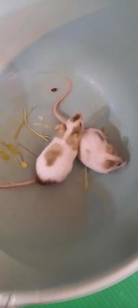 Image 6 of 5 male mice looking for their forever homes ##free