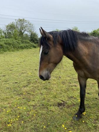 Image 1 of Welsh part bred 2 year old gelding