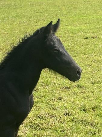 Image 3 of Bazaars stud , Top quality foals for sale