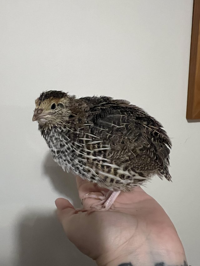 Preview of the first image of Japanese Coturnix Quail - hens and cocks POL.