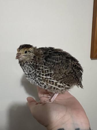 Image 1 of Japanese Coturnix Quail - hens and cocks POL