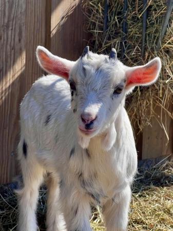 Image 1 of Registered Male Dwarf Dairy Goat Kids like Nigerian Dwarf