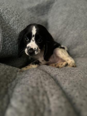 Image 2 of Cocker spaniel puppies for sale!!