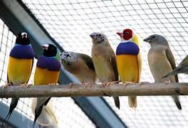 Image 1 of Wanted: Canary Birds, Gouldian Birds, Cockatiels, Finches