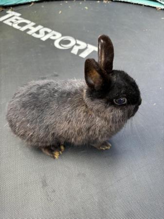 Image 9 of Male and Female Netherland Dwarf rabbits for sale