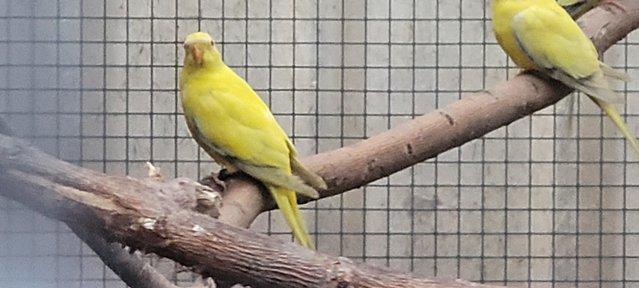 Image 1 of Eligant  grass parakeets  wanted pairs or single