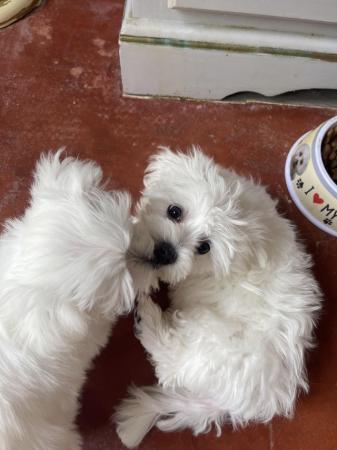 Image 6 of Maltese boy puppies 11 weeks old