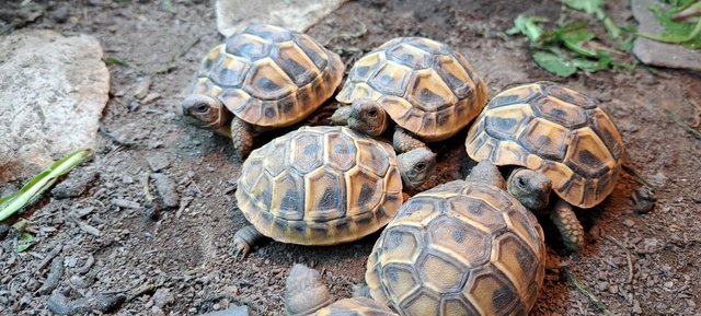 Preview of the first image of YOUNG (2023 hatched) HERMANNS TORTOISES FOR SALE.