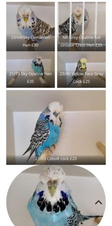 Image 4 of Exhibition budgies for sale