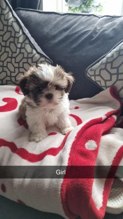 Image 6 of Lhasa apso X shih tzu puppies for sale
