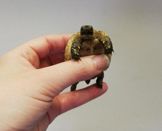 Image 6 of Beautiful baby greek tortoises - 5+ months old