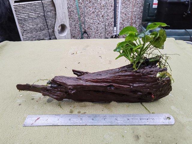 Preview of the first image of FISH TANK PLANT GROWING ON LARGE BOGWOOD.