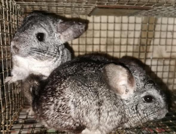 Image 5 of Various Adult chinchillas for sale from £40