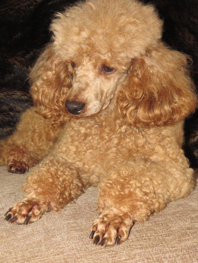 Preview of the first image of RED KC REG TOY POODLE FOR STUD ONLY! HEALTH TESTED.