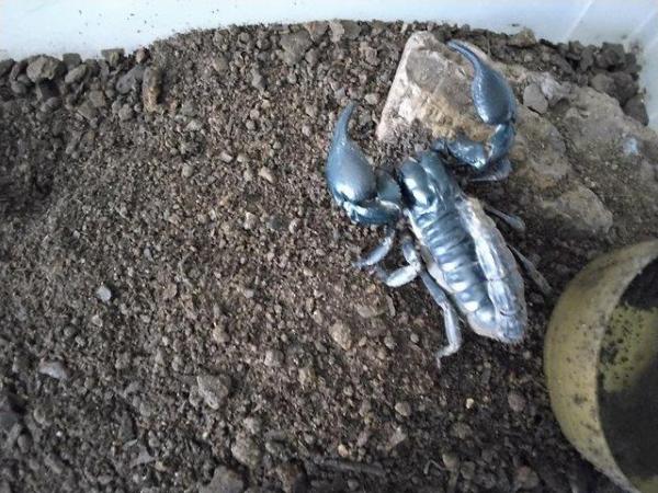 Image 3 of Scorpions mixedages sub adults and adults