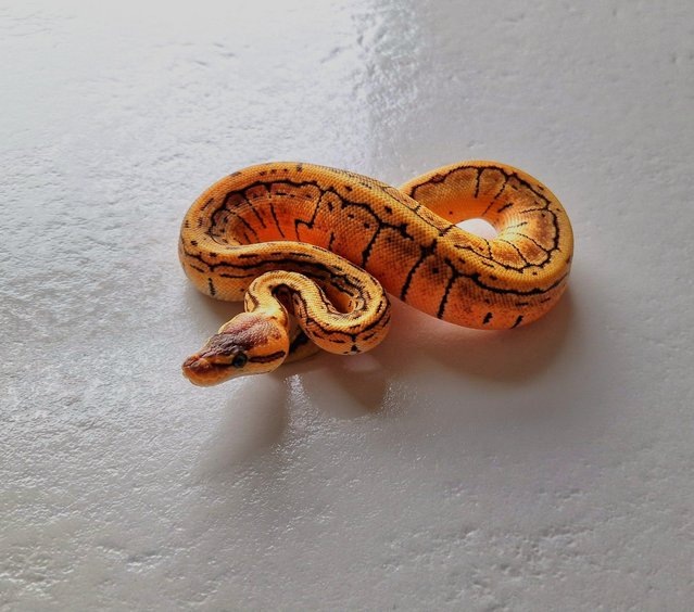 Preview of the first image of Hatchling royal pythons for sale.