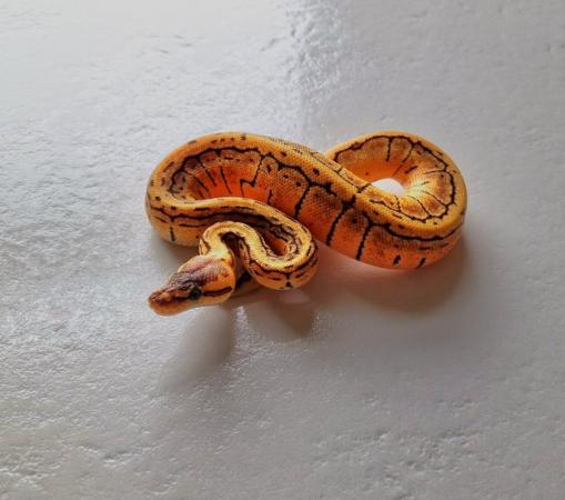 Image 1 of Hatchling royal pythons for sale