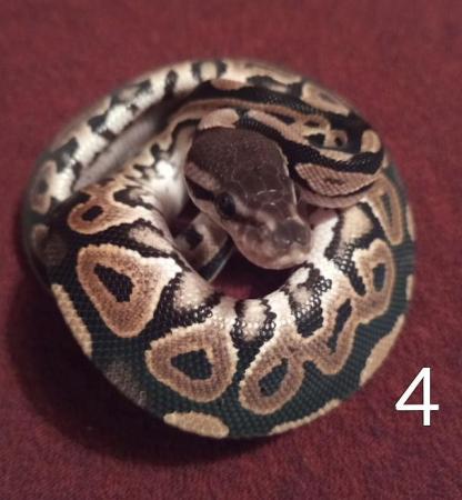 Image 4 of 2x cinnamon ball pythons . Still available