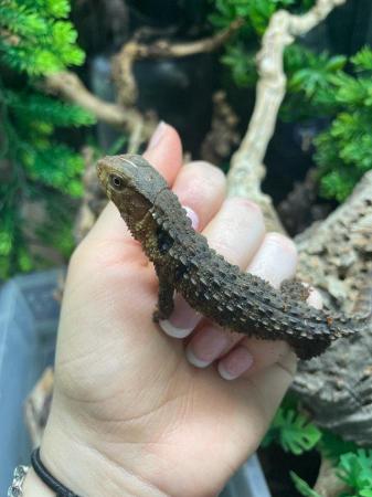 Image 1 of Lizards Available at Birmingham Reptiles