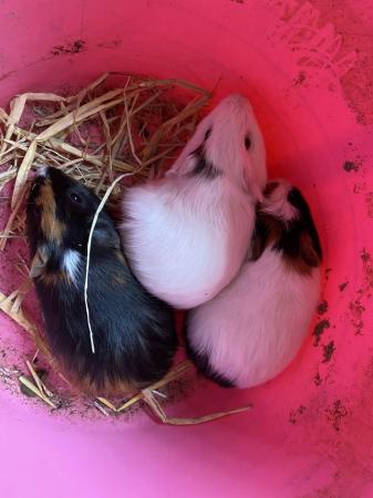 Image 3 of Male Guinea Pigs for Sale