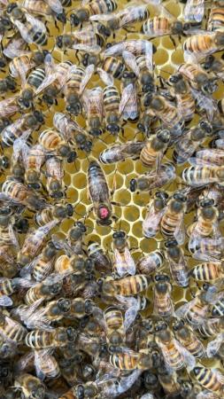 Image 22 of Bee Nucs overwintered 2024 for sale