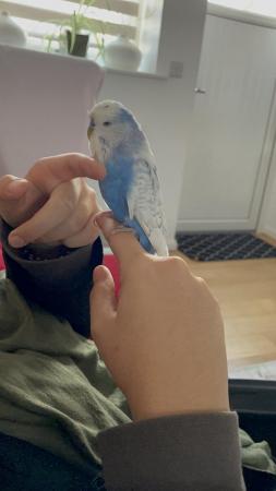 Image 4 of adorable male budgie and large cage