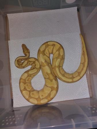Image 19 of Balll python snakes (Whole collection) REDUCED PRICE!