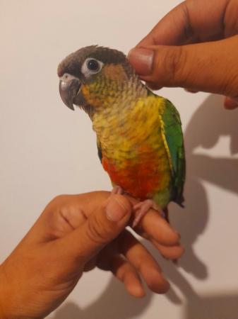 Image 7 of Super friendly Cuddly Tamed Baby Talking Parrot