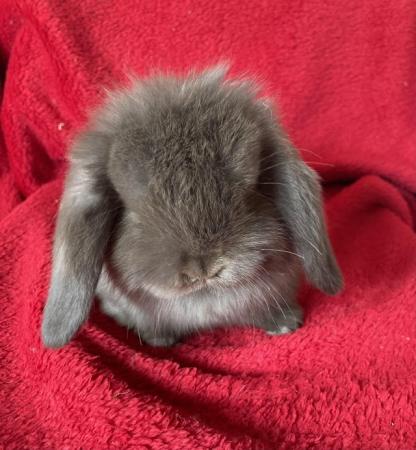 Image 7 of Adorable Mini Lop Rabbits