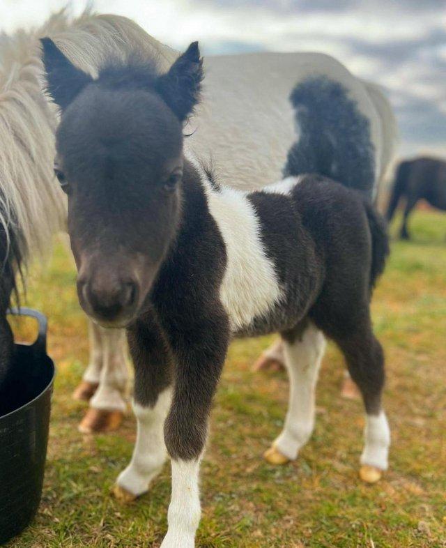 Preview of the first image of 2024 SHETLAND PONY FOAL NOW FOR DETAILS.