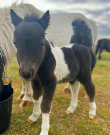 Image 1 of 2024 SHETLAND PONY FOAL NOW FOR DETAILS