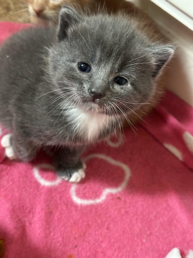Preview of the first image of One beautiful grey and white kitten.