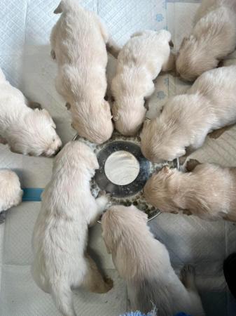 Image 3 of Fully Vaccinated KC Registered Golden Retriever Puppies