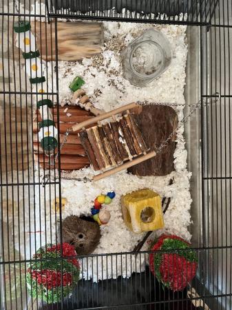 Image 25 of 4 Male Gerbils with Glass Tank *Available*