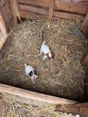 Image 5 of 2 Jack Russell Pups looking for their forever homes