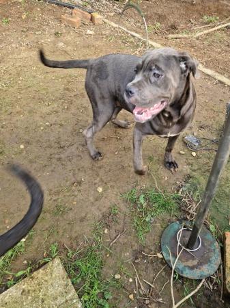 Image 13 of ICCF REGISTERED CANE CORSO PUP LAST BOY AVAILABLE