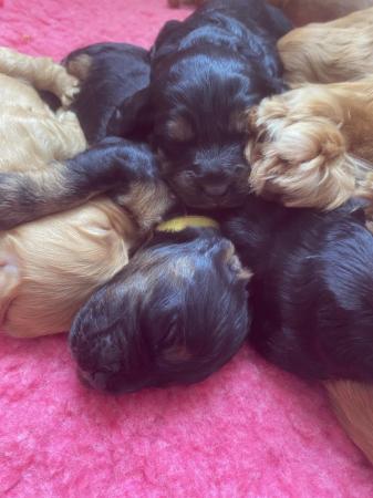 Image 8 of F1 cockapoo puppies looking for forever homes