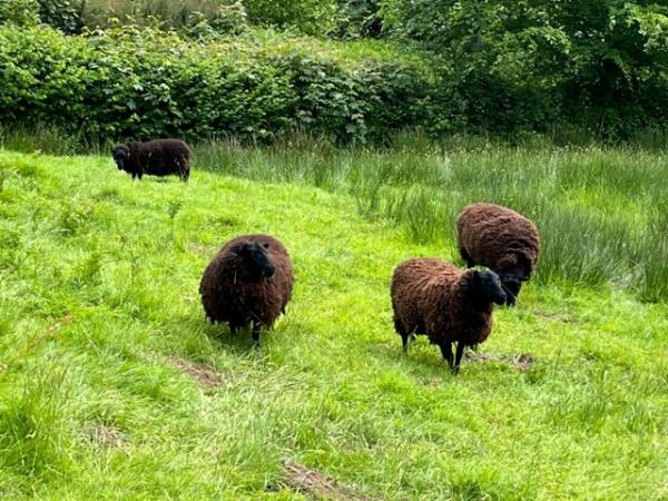 Image 3 of Pedigree Black Welsh mountain shearling ewes