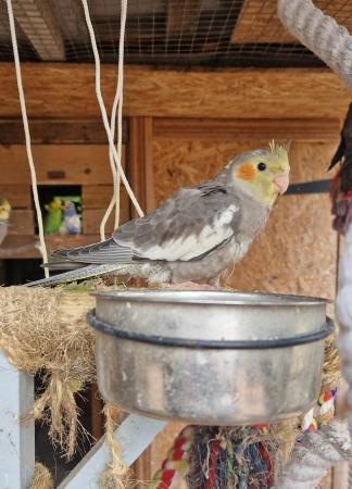 Image 3 of Lovely baby cockatiel for sale