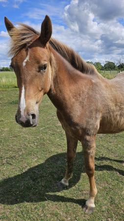 Image 4 of Dejavued Jalibert chestnut/roan gelding to make 15hh