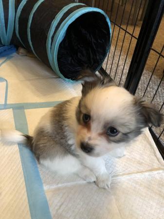 Image 7 of Beautiful Pomchi puppies for sale