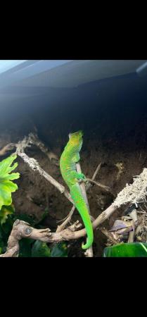 Image 2 of Phelsuma Grandis Male High Red with floppy tail syndrome.