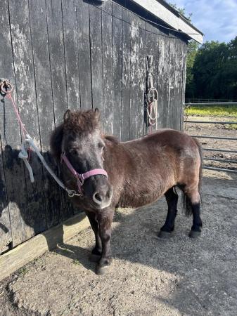 Image 1 of Shetland pony mare for sale