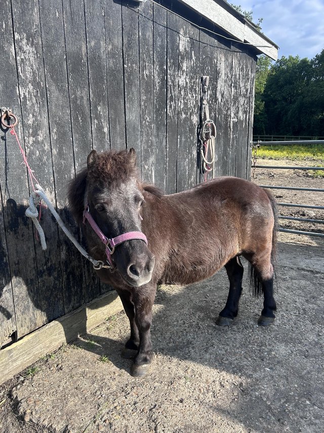 Preview of the first image of Shetland pony mare for sale.