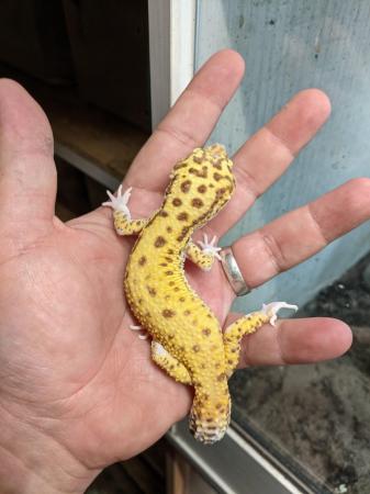 Image 8 of Some stunning leopard geckos males and females