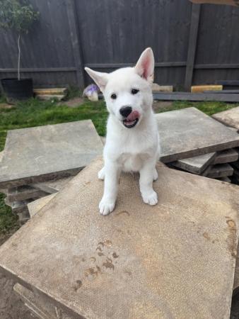 Image 14 of Stunning Husky-Akita puppies ready for new homes now!
