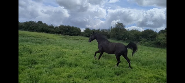 Image 2 of 14.3hh black 4 year old trotter gelding