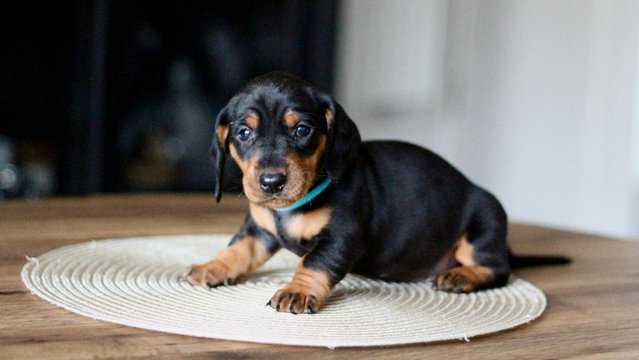 Image 15 of Strong and Healthy Dachshunds