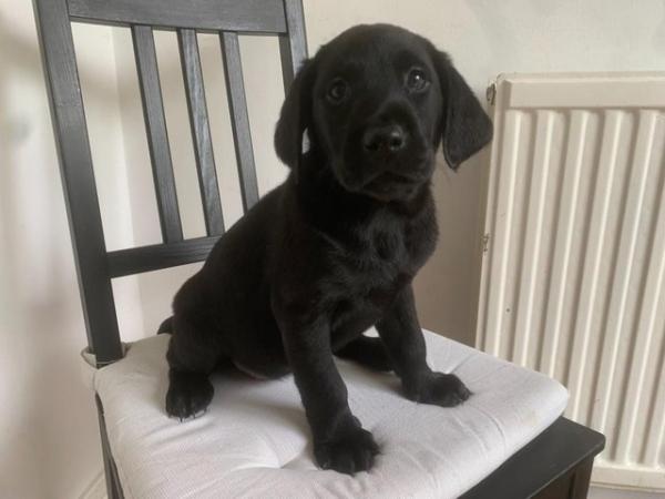 Image 7 of KC Registered Health Tested Parents Labrador Puppies