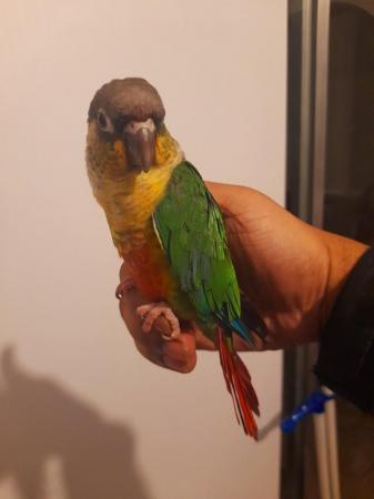 Image 4 of Super friendly Cuddly Tamed Baby Talking Parrot
